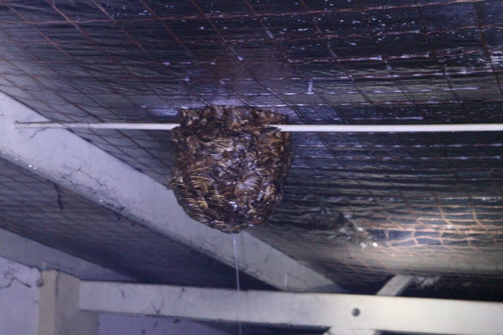 Jasa Pembasmi Tawon di Bandung Semarang dan Jogjaj