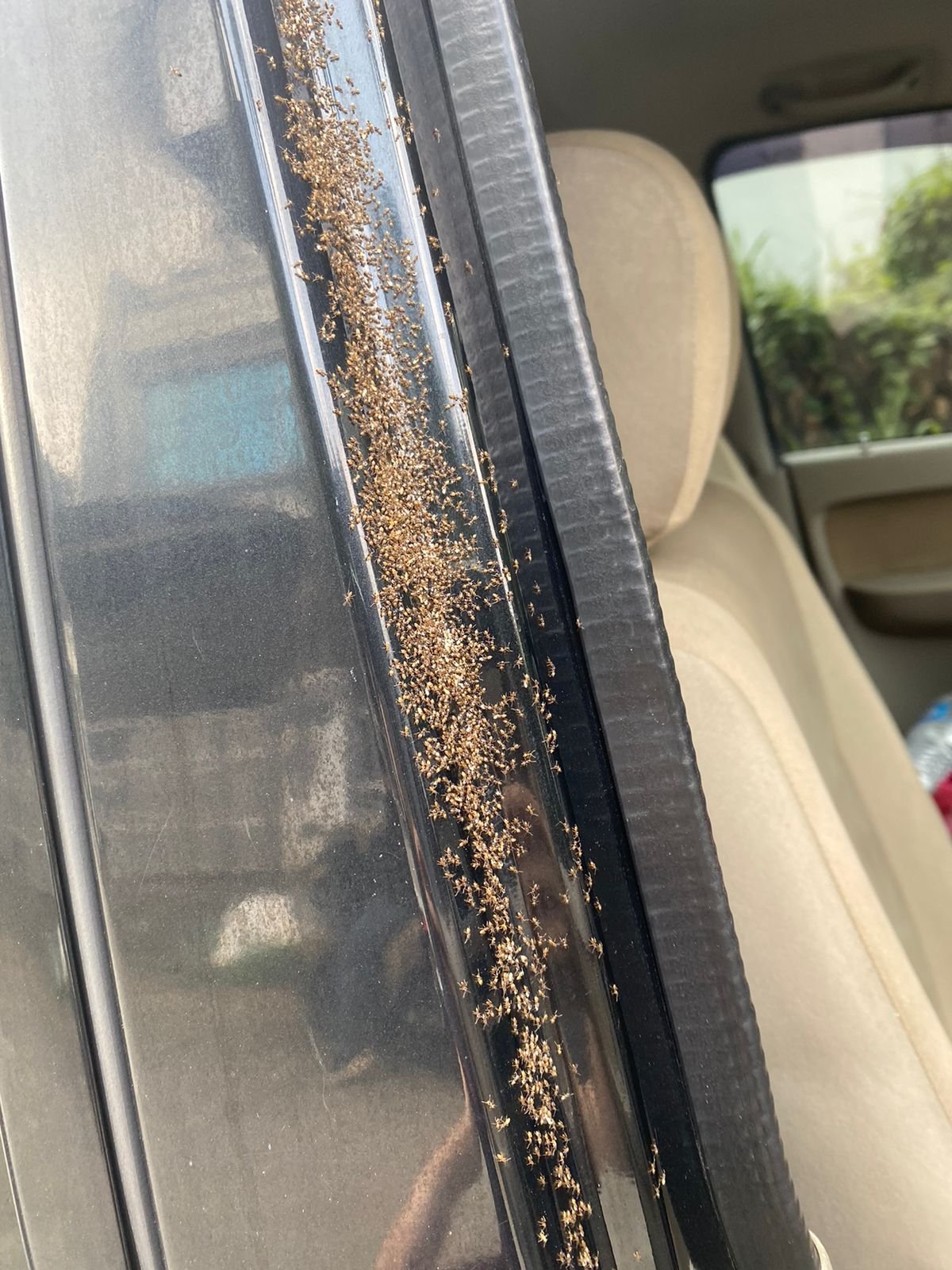 Jasa Pembasmi Semut di Mobil