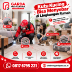 Cara Mencegah Kutu Kucing Datang Lagi Setelah Pembasmian